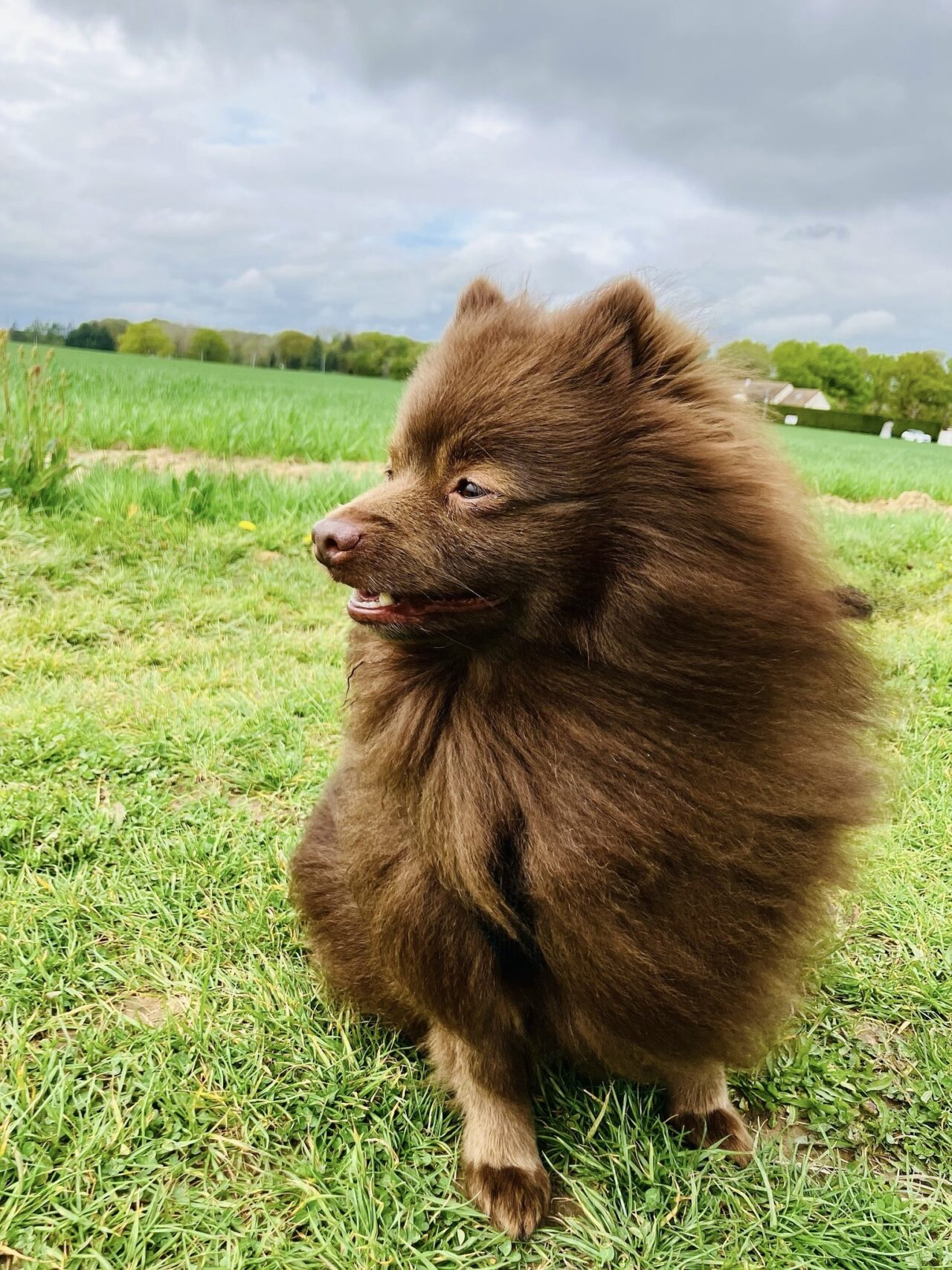 PAGE SERVICES toilettage section bandeau