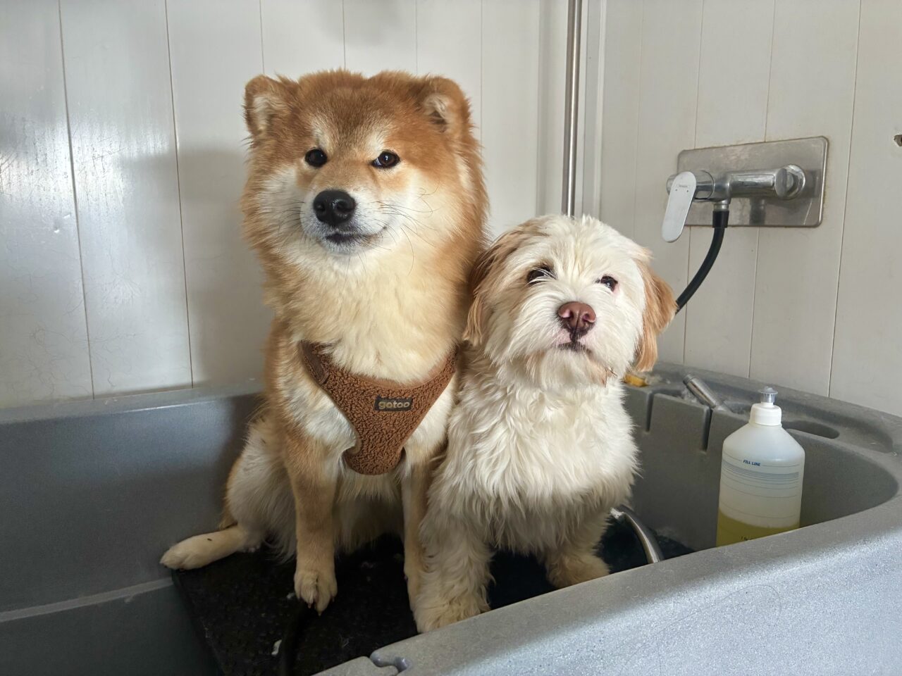 PAGE SERVICES toilettages services annexes