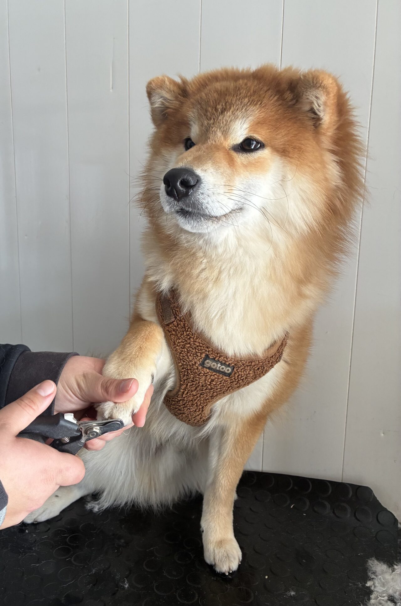 PAGE SERVICES toilettages services annexes coupe griffes