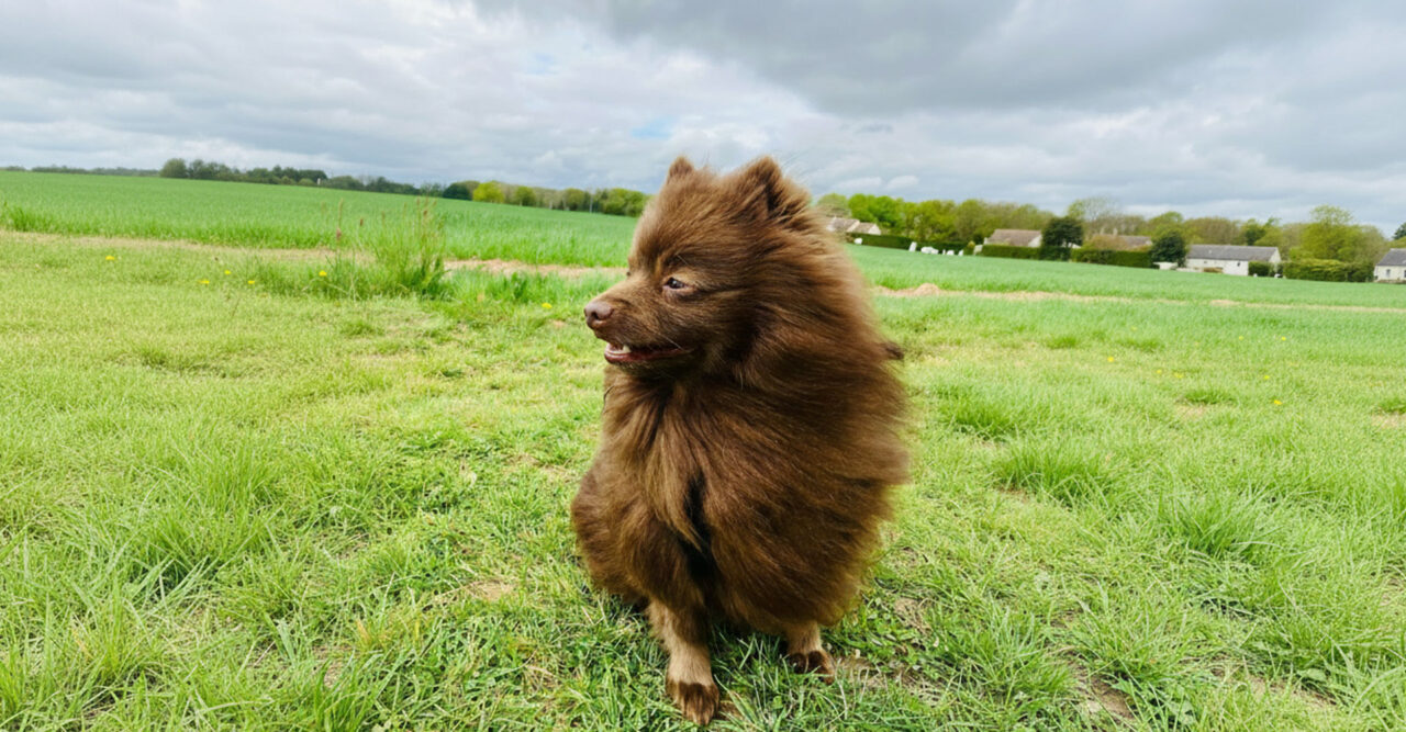 bandeau-service-toilettage